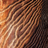 Природная ксилография