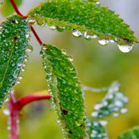 Бриллианты чистой воды...