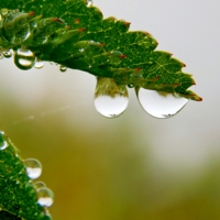 Весь мир в капле...