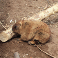 Степной сурок или байбак