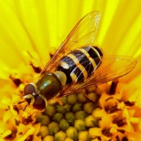 Чем я не оса...?