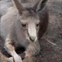 Крошка Ру потерялся...