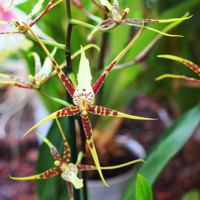 "Паучки" или "стрекозы"