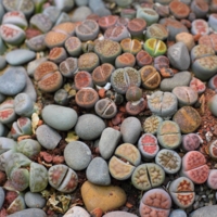 Живые камни