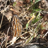 Замаскировался!