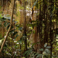 Почти джунгли