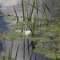Лето, ах, лето...