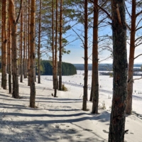 Сквозь сосен строй...