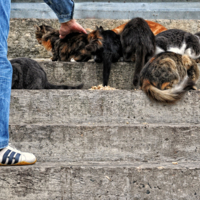 Остались только они