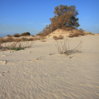 Песчанные дюны