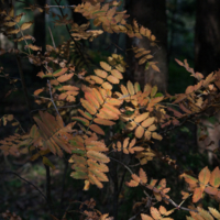 В осеннем лесу