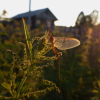 В лучах заката
