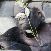 Ничего не вижу, ничего не слышу.
