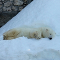 В зимней шубке и морозы шутка