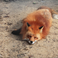 Рыжая плутовка