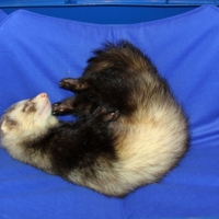 Сладкий сон:)