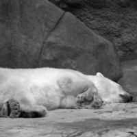 Спят белые медведи...