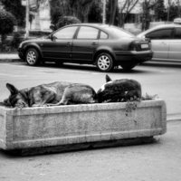 Городские цветы