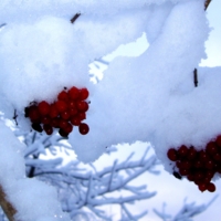 Наливные ягоды спеют на снегу.