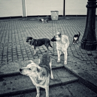 Кошка за Жучкой