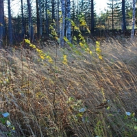 Осенний ветер.