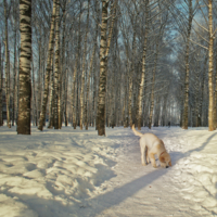 По следу