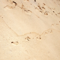Следы на песке