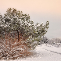 Кто-то шёл, а может, ехал