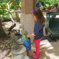Девочка и попугай