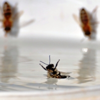 Спасите! Помогите! Ой тонууу !!!