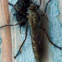 Смертельные объятья