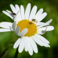 Заходите в гости, муха