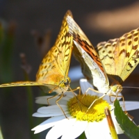 Раз ромашка, два ромашка...