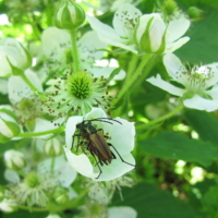 Девки, мальчики пойдут...
