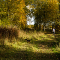 Осенние прогулки с собакой