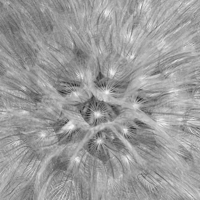 В дебрях Одувана