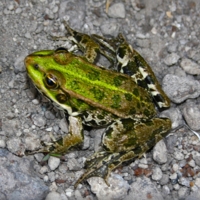 Так и буду здесь сидеть, -