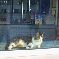 Не отдыхаю - служба такая