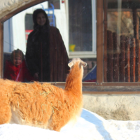 Нежданная встреча