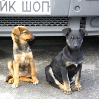 Что ли, к байкерам податься?..