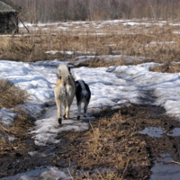 Вместе весело шагать...