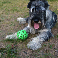 Мяч как форма собачьего счастья