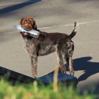 Несу хозяину напиться...