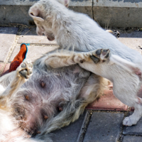 Маму поборол!