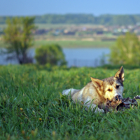 С косточкой весело жить:)