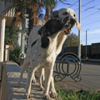 Привокзальные нежности