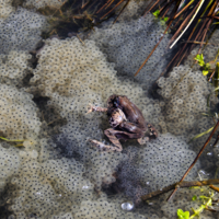 Любовь нечаянно нагрянет