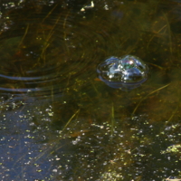 Здесь живет Водяной.