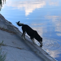 Выпить облако
