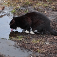 Талая вода...